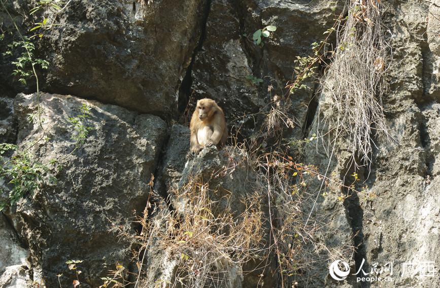 Foto kera Assam sedang mencari makanan di Rizab Alam Semula Jadi Kebangsaan Encheng di kaunti Daxin, bandar Chongzuo, Wilayah Autonomi Zhuang Guangxi di selatan China.