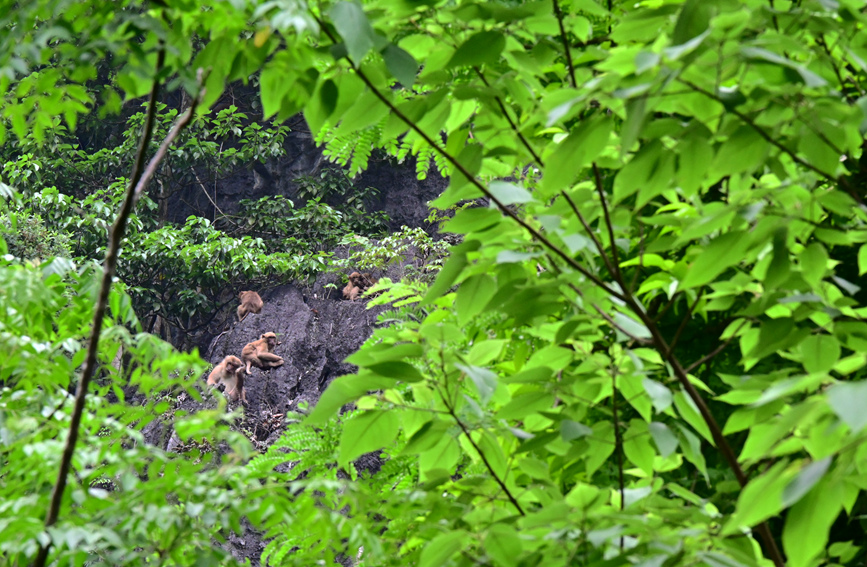 Foto kera Assam sedang berehat di sebuah batu besar di Rizab Alam Semula Jadi Kebangsaan Encheng di kaunti Daxin, bandar Chongzuo, Wilayah Autonomi Zhuang Guangxi di selatan China.