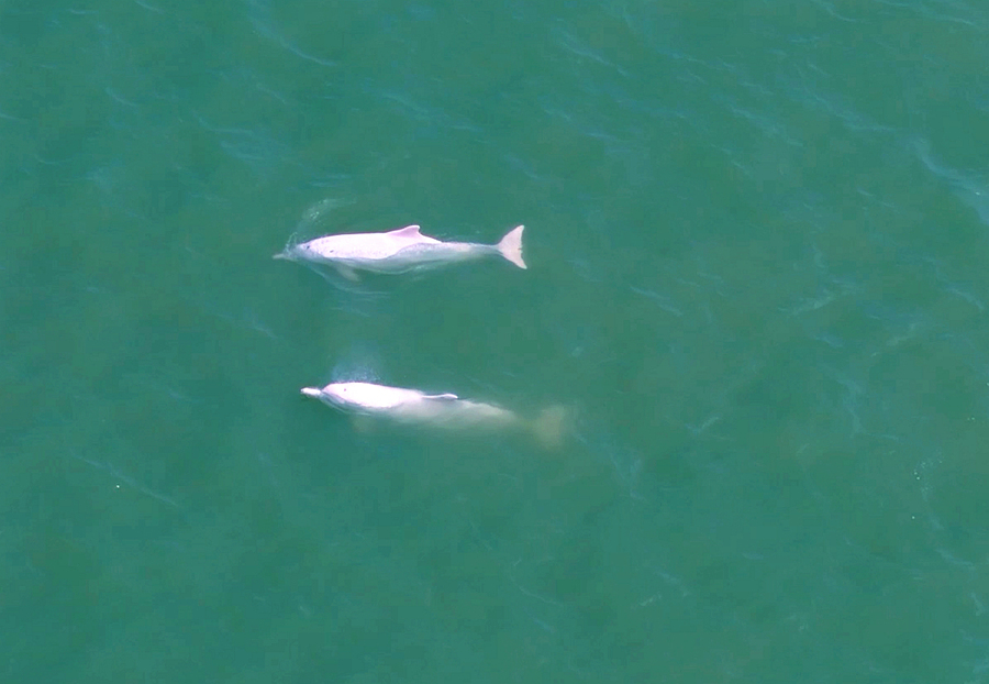 Dua ikan lumba-lumba sedang berenang di muara Sungai Zhangjiang, kaunti Yunxiao, di Provinsi Fujian, tenggara China. (Foto oleh Fang Wei)