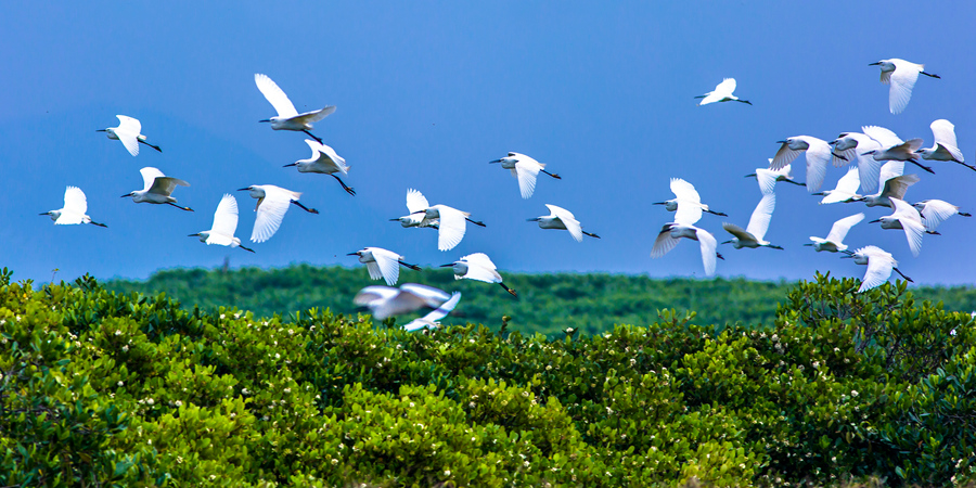 Burung bangau berterbangan di Rizab Alam Semula Jadi Paya Bakau di kaunti Yunxiao, Provinsi Fujian di tenggara China. (Foto oleh Dai Yuansheng)