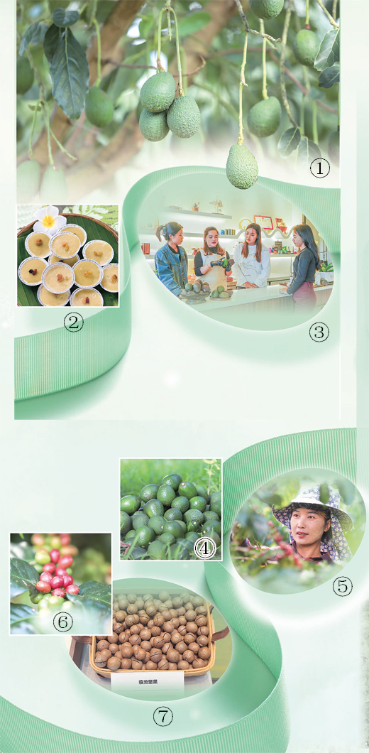 1.	Foto buah alpukat yang tergantung di dahan pokok di Kaunti Autonomi Dai, Lahu dan Wa Menglian di bandar Pu’er, Provinsi Yunnan. (Oleh Hu Zunhui) 2.	Foto jeli alpukat. (Oleh Hu Guihong) 3.	Seorang wanita sedang menunjukkan cara untuk menyisih alpukat. (Oleh Yan Sanka) 4.	Foto alpukat yang baru dituai. (Oleh Hu Zunhui) 5.	Seorang wanita sedang mengutip biji kopi kawasan penanaman kopi di bandar Pu’er, Provinsi Yunnan. (Oleh Hu Zunhui) 6.	Foto biji kopi pada dahan pokok di kawasan penanaman bandar Pu’er, Provinsi Yunnan. (Oleh Hu Zunhui) 7.	Foto menunjukkan tentang penghasilan kacang makadamia di Lincang, Provinsi Yunnan. (Oleh Song Yu)