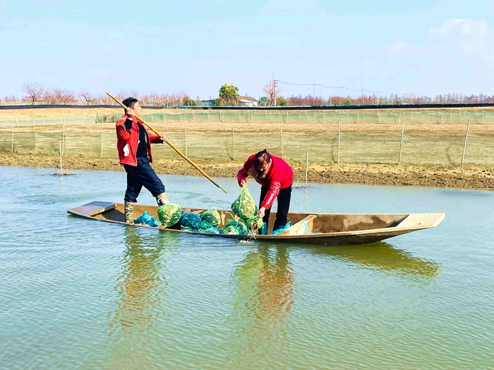 Foto penternak sedang melepaskan anak benih ketam ke dalam kolam. (Oleh Wei Hongwei)