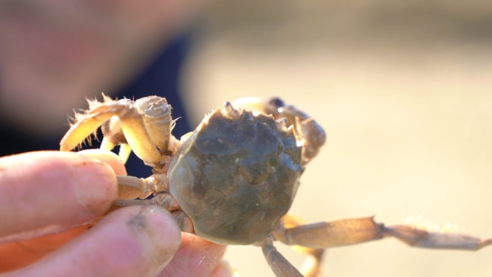 Foto anak ketam yang sungguh bertenaga. (Oleh Wei Hongwei)