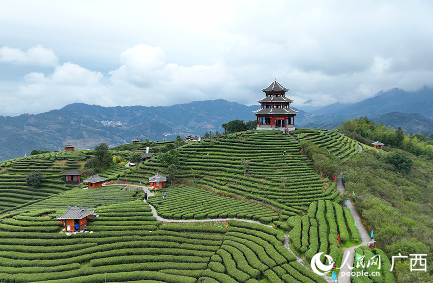 Foto memaparkan keindahan kebun teh di kawasan pemandangan Gunung Xianren di kampung Buyang, perbandaran Bajiang, Kaunti Autonomi Dong Sanjiang, bandar Liuzhou, Wilayah Autonomi Zhuang Guangxi, selatan China. (People’s Daily Online/Fu Huazhou)