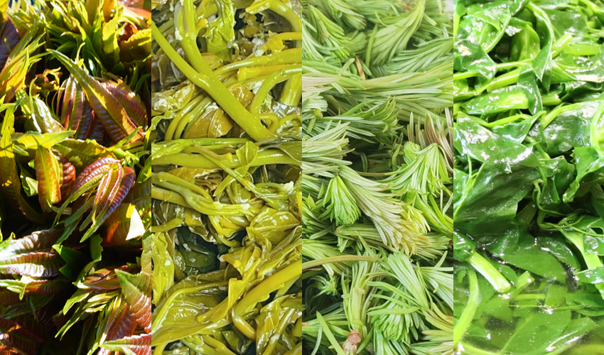 Foto kombinasi ini menunjukkan tumbuhan musim bunga liar dan boleh dimakan di Provinsi Yunnan, barat daya China.