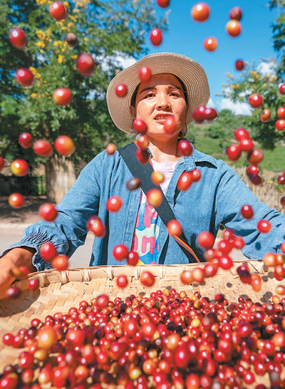 Biji Kopi Tempatan Semakin Popular di China