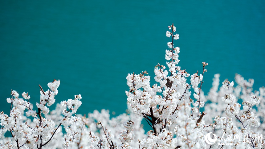 Bunga Ceri Bermekaran di Guizhou