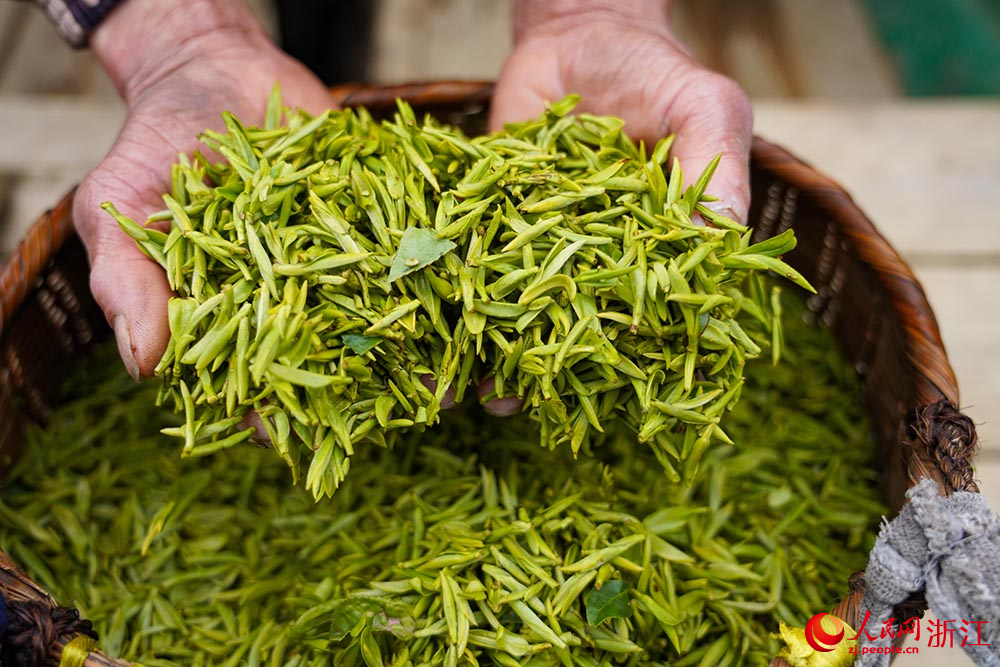 Musim Tuai Teh Bermula di Kawasan Tasik Qiandao