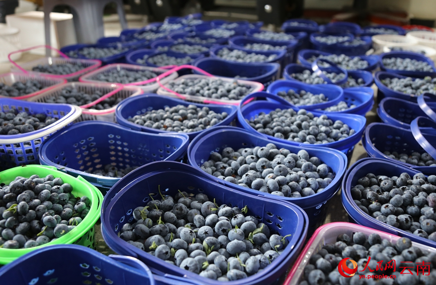 Yunnan Kini Masuk Musim Menuai Beri Biru