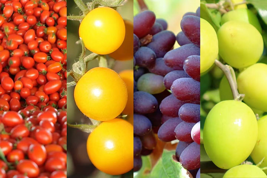 Foto memperlihatkan buah-buahan yang dihasilkan di kaunti Yuanmou, Kawasan Autonomi Yi Chuxiong, di Provinsi Yunnan, barat daya China. (Foto ihsan Jabatan Publisiti Jawatankuasa Parti Komunis China Kaunti Yuanmou)