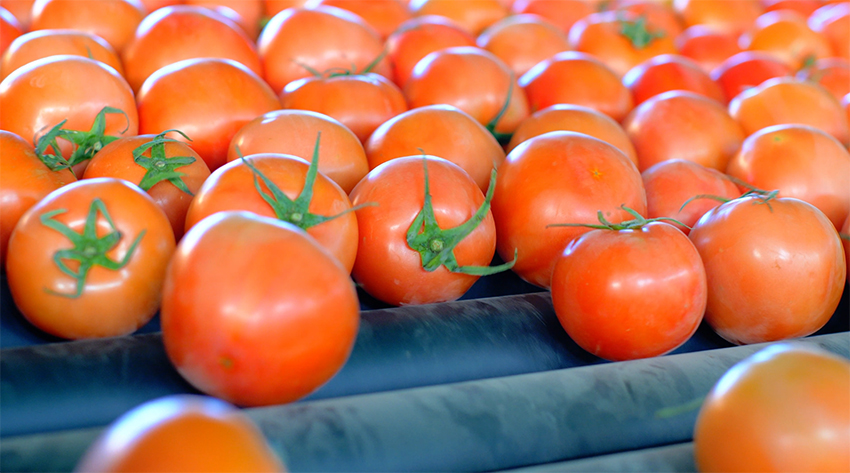 Foto tomato yang dihasilkan di kaunti Yuanmu, Kawasan Autonomi Yi Chuxiong, di Provinsi Yunnan, barat daya China. (Foto ihsan Jabatan Publisiti Jawatankuasa Parti Komunis China Kaunti Yuanmu)