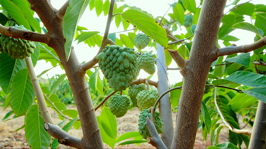 Foto memperlihatkan buah nona yang dihasilkan di kaunti Yuanmou, Kawasan Autonomi Yi Chuxiong, di Provinsi Yunnan, barat daya China. (Foto ihsan Jabatan Publisiti Jawatankuasa Parti Komunis China Kaunti Yuanmou)