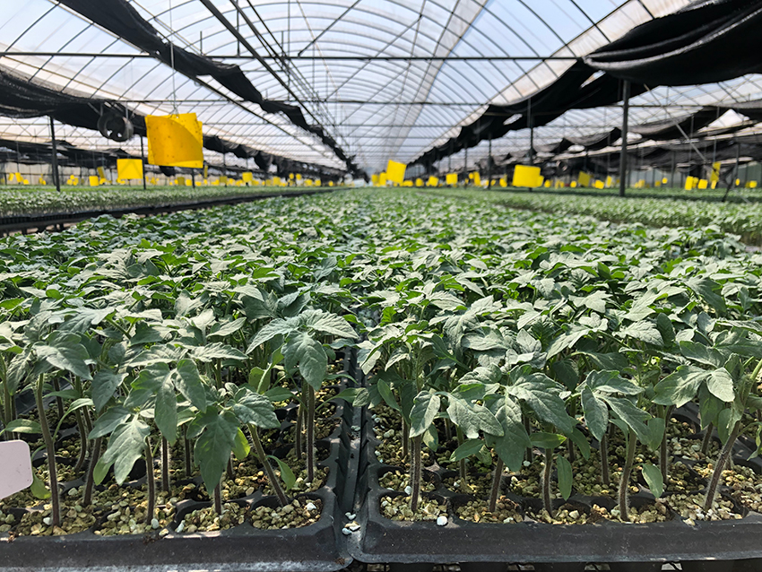 Foto pembenihan tomato di sebuah rumah hijau di kaunti Yuanmou, Kawasan Autonomi Yi Chuxiong, di Provinsi Yunnan, barat daya China. (Foto ihsan Jabatan Publisiti Jawatankuasa Parti Komunis China Kaunti Yuanmou)