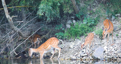 Foto memaparkan rusa jepun liar di Rizab Alam Semula Jadi Kebangsaan Rusa Jepun Taohongling di kaunti Pengze, Provinsi Jiangxi di timur China. (Foto ihsan Rizab Alam Semula Jadi Kebangsaan Rusa Jepun Taohongling)