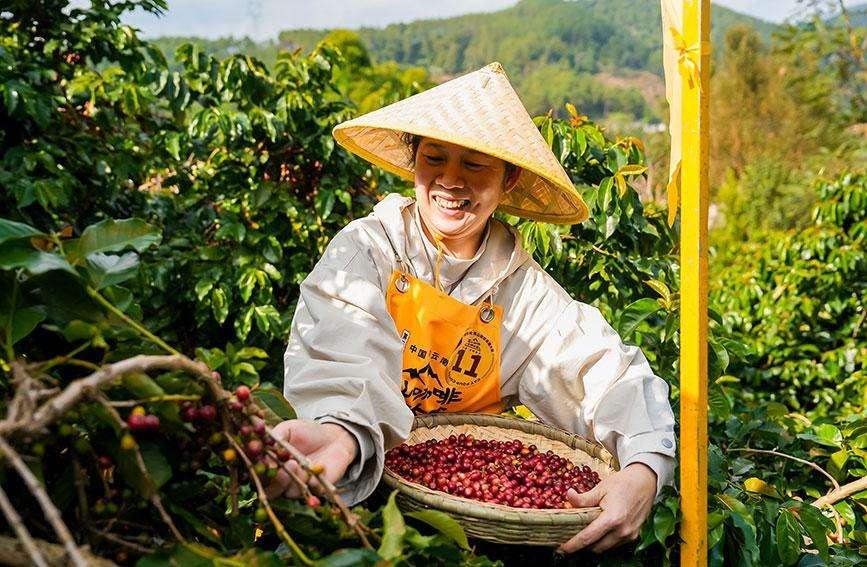 Seorang petani sedang memetik biji kopi di sebuah ladang di daerah Simao, Pu’er, Provinsi Yunnan. (Foto ihsan Pusat Media Konvergens Daerah Simao)
