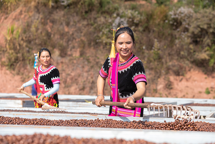 Petani mengeringkan biji kopi di Provinsi Yunnan. (People’s Daily Online/Hu Zunhui)