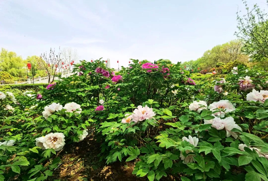 Taman Botani Kota Dinasti Sui dan Tang. Gambar ihsan Jabatan Propaganda Jawatankuasa Bandar Luoyang