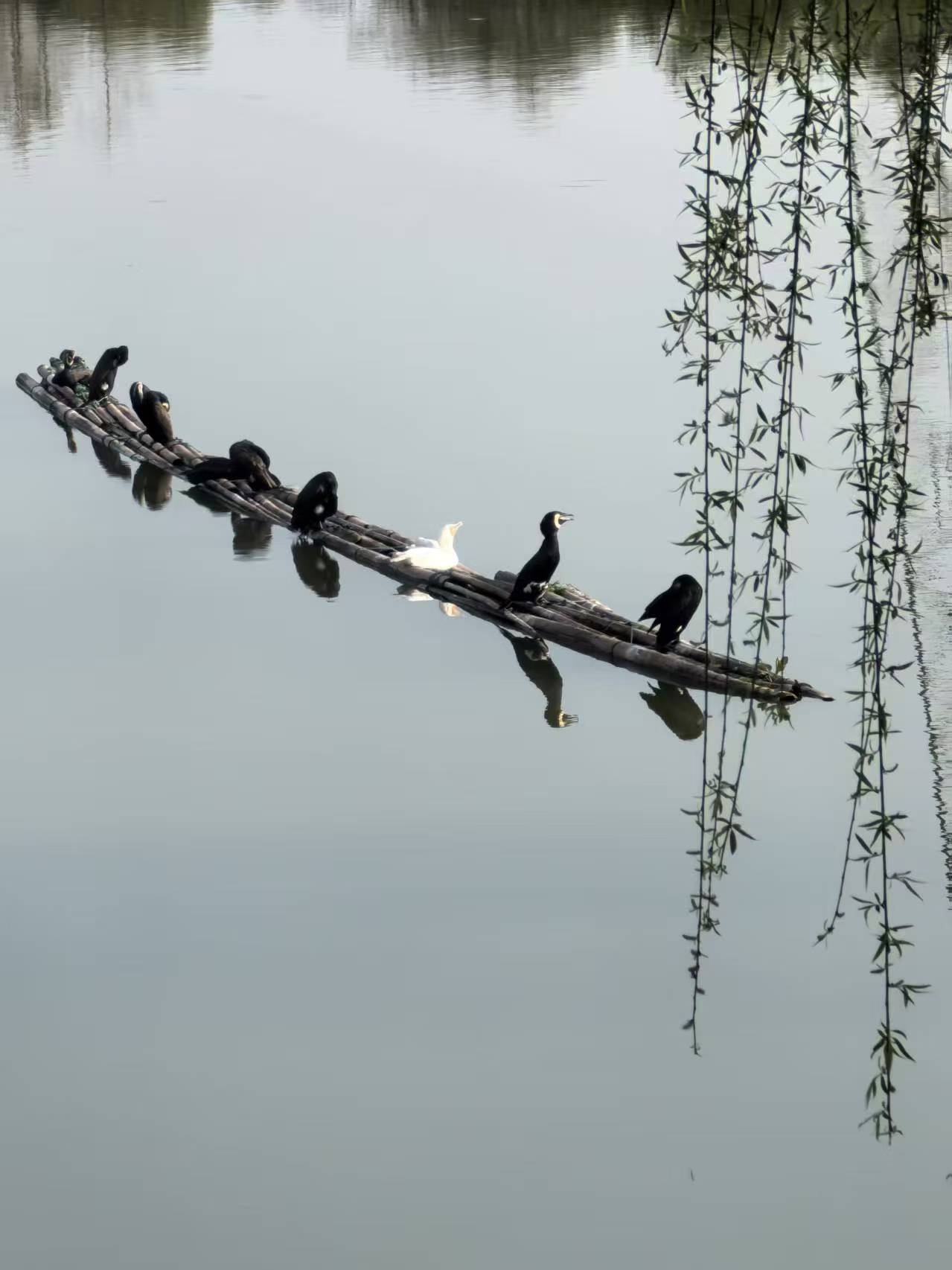Foto memperlihatkan burung-burung di kampung Xiaohezui di kampung Xiaohezui, daerah kecil Qionghu di bandar Yuanjiang, Provinsi Hunan, tengah China. (People’s Daily Online/Zhong Wenxing)