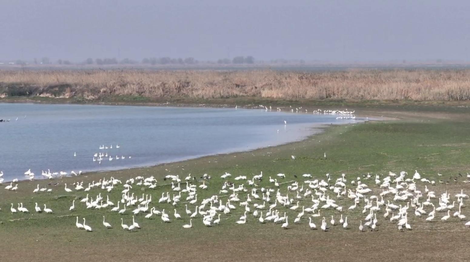 Foto memaparkan sekawan swan di Rizab Alam Semula Jadi Tasik Dongting Selatan di bandar Yuanjiang di Provinsi Hunan, tengah China. (Gambar ihsan Rizab Alam Semula Jadi Tasik Dongting Selatan)