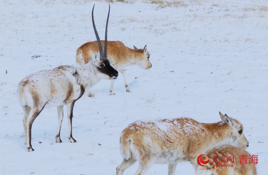 Haiwan Liar Hidup Biak di Hoh Xil