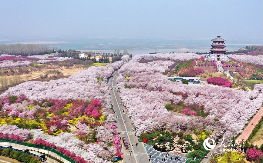 Foto sudut udara ini memaparkan pemandangan bunga sakura di Kebun Bunga Sakura Gubaidu di sepanjang Sungai Kuning di Xingyang, bandar bertaraf kaunti di Zhengzhou, Provinsi Henan, tengah China. (People’s Daily Online/Wang Yuxing)
