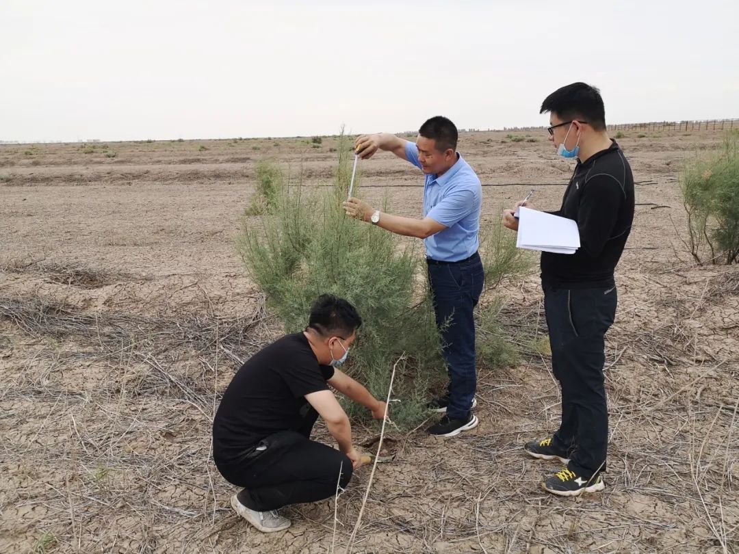 Zang Fangjiang (tengah) memeriksa tanaman gurun bersama-sama dengan para pelajar di kaunti Qira, Hotan, Wilayah Autonomi Uygur Xinjiang. (Foto ihsan individu yang diwawancara)
