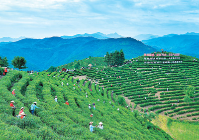 Petani dan pelancong sedang memetik daun teh di kebun teh di kampung Jiangjiaping di kaunti Pingli, Provinsi Shaanxi, barat laut China. (Foto/Wang Tao)