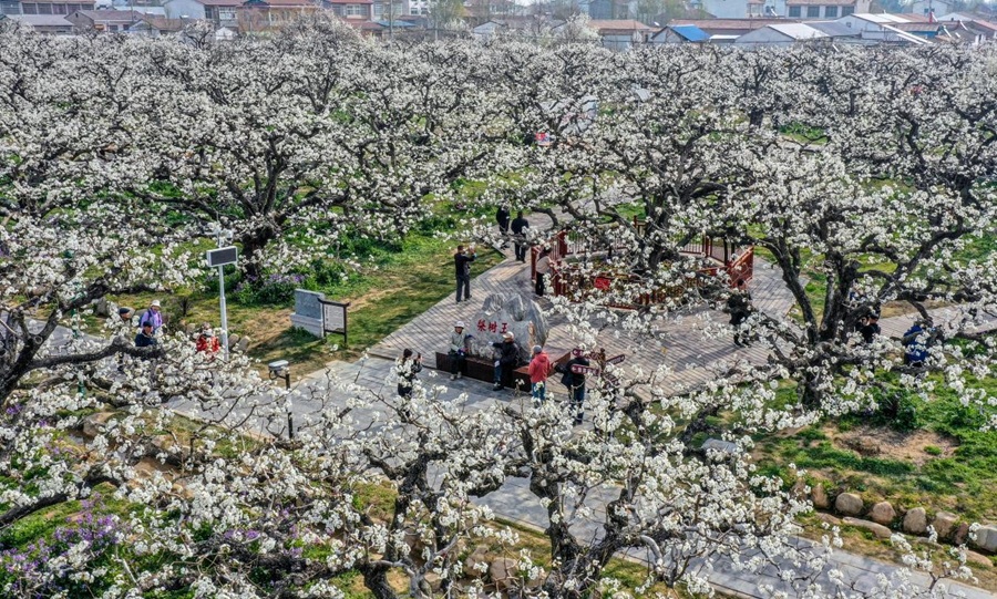 Pelancong menikmati kecantikan bunga sambil bersiar-siar di kebun bunga pear di Dangshan, Anhui. (People’s Daily Online/Zhang Jun)
