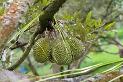 Saluran Eksport Durian Malaysia ke China Alami Ledakan