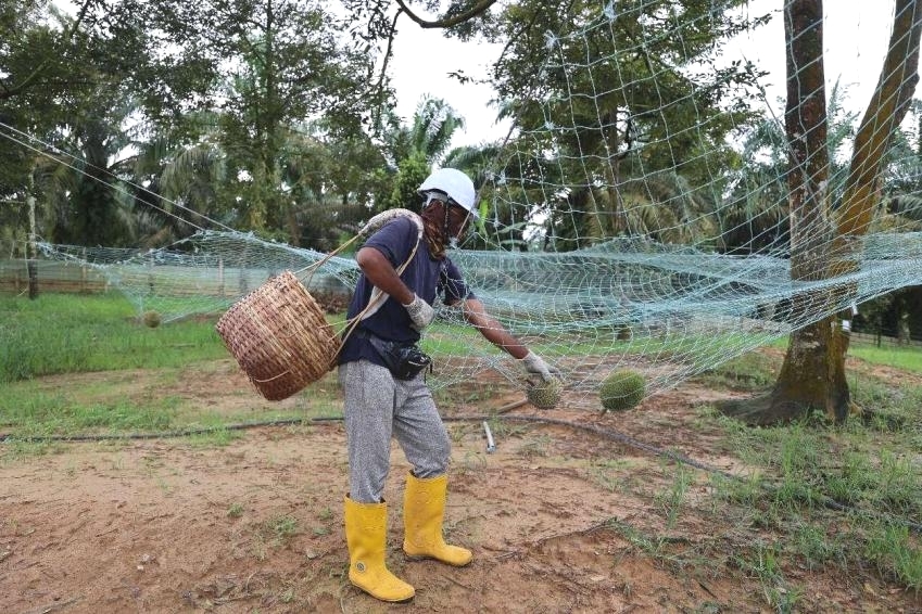 Seorang pekerja Top Fruits Sdn Bhd., pembekal durian di Malaysia sedang menuai durian. (People’s Daily/Huan Xiang)