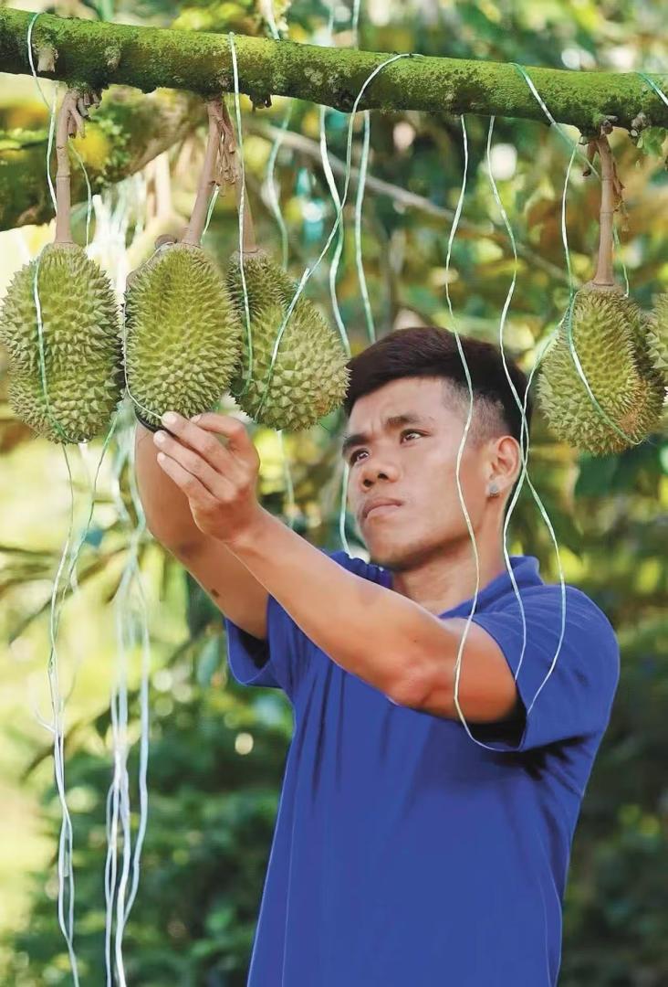 Seorang pekebun di Raub, Pahang sedang mengikat durian pada ranting pokok untuk mengelakkan daripada ia jatuh dalam keadaan pra-matang. (Foto oleh individu yang diwawancara)