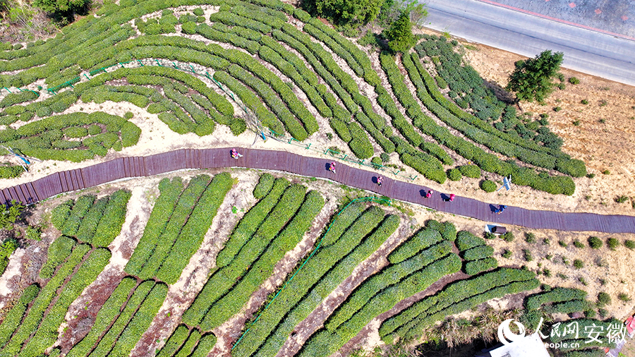 Foto memperlihatkan pemandangan sudut udara Kebun Teh Liupu di pekan Gubei, kaunti Jinzhai, Provinsi Anhui di timur China. (People’s Daily Online/Guo Hao)