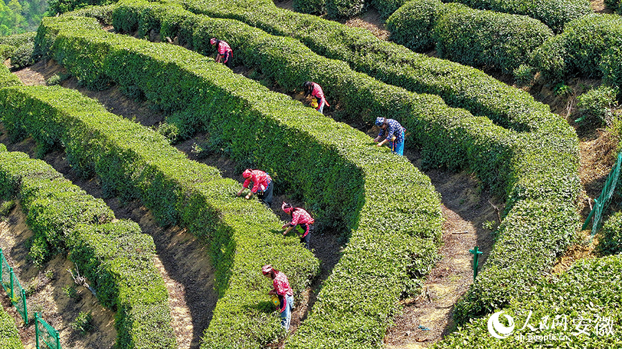 Penduduk kampung memetik daun teh di Kebun Teh Liupu di pekan Gubei, kaunti Jinzhai, Provinsi Anhui, di timur China. (People’s Daily Online/Guo Hao)