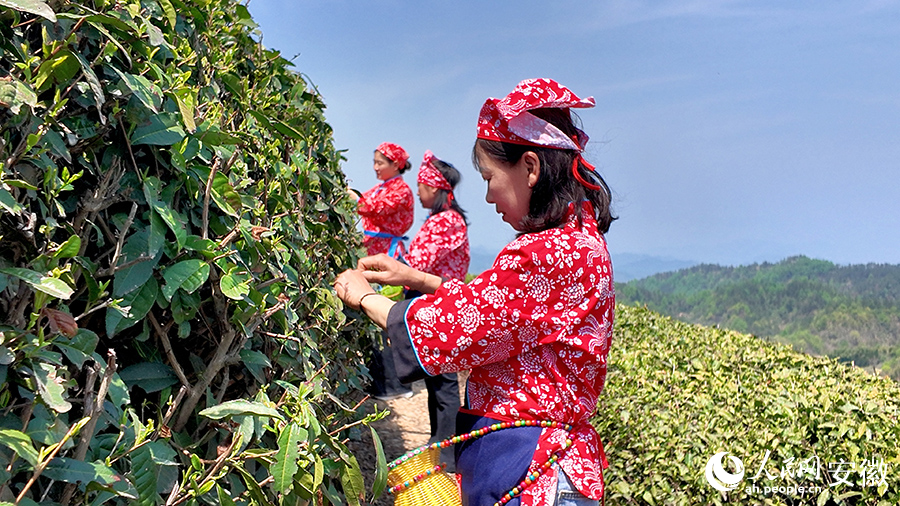 Penduduk kampung memetik daun teh di Kebun Teh Liupu di pekan Gubei, kaunti Jinzhai, Provinsi Anhui, di timur China. (People’s Daily Online/Guo Hao)