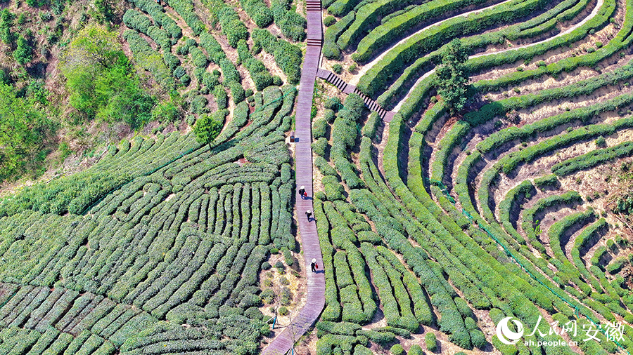 Foto memperlihatkan pemandangan sudut udara Kebun Teh Liupu di pekan Gubei, kaunti Jinzhai, Provinsi Anhui di timur China. (People’s Daily Online/Guo Hao)