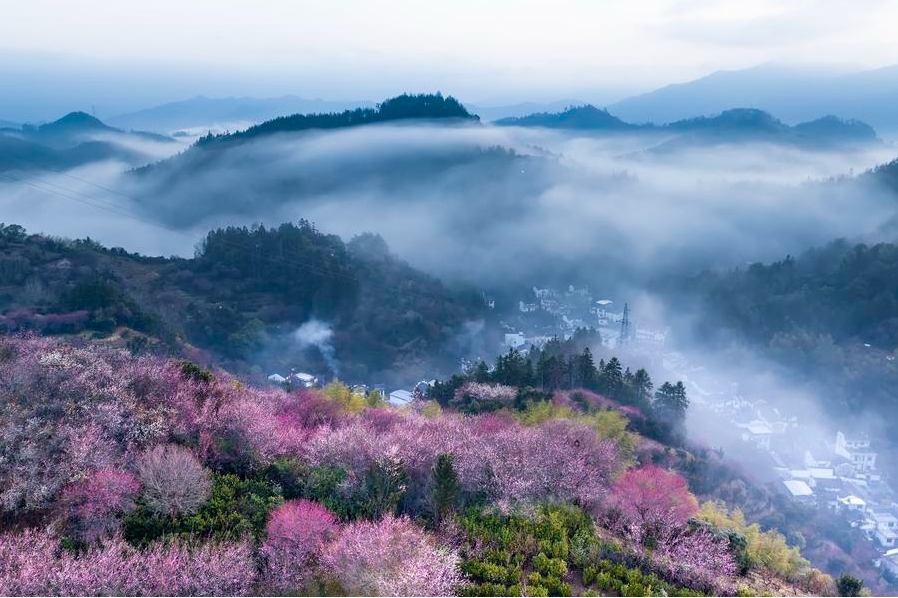 Foto sudut udara yang diambil menggunakan dron pada 16 Februari 2025 ini memaparkan pemandangan bunga plum di kampung Maihuayu di Kaunti Shexian, Bandar Huangshan, Provinsi Anhui di timur China. (Xinhua/Fan Chengzhu)
