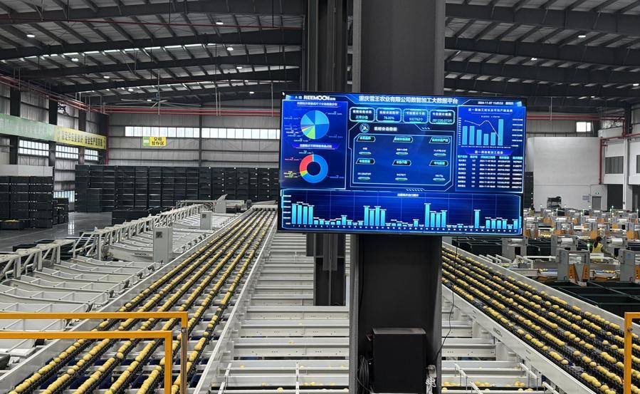 Foto yang diambil pada 7 November 2024 ini menunjukkan barisan pengisihan lemon pintar di daerah Tongnan, Chongqing, barat daya China. (Xinhua/Zhao Jiale)