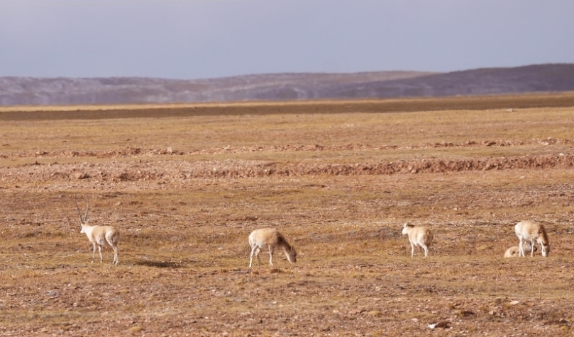Antelop Tibet mencari makanan di Hoh Xil di Provinsi Qinghai, barat laut China. (People’s Daily Online/Gan Haiqiong)