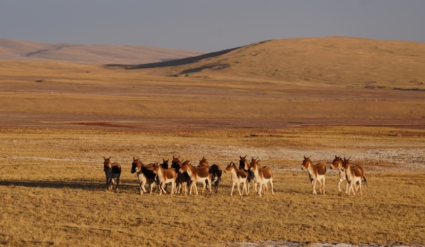 Foto memperlihatkan keldai liar Tibet di Hoh Xil, Provinsi Qinghai, barat laut China. (People’s Daily Online/Gan Haiqiong)