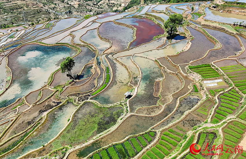 Foto memaparkan sawah teres Samaba di kaunti Honghe, Kawasan Autonomi Yi dan Hani Honghe di Provinsi Yunnan, barat daya China. (People’s Daily Online/Yin Xin)