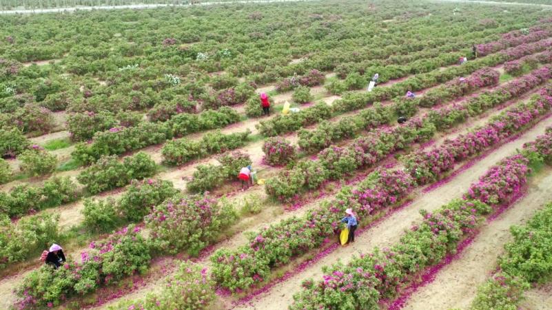 Foto memperlihatkan bunga mawar yang berkembang di kaunti Yutian, Hotan, Wilayah Autonomi Uygur Xinjiang di barat laut China.