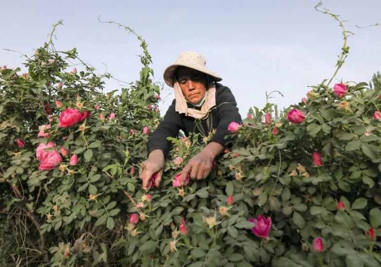 Seorang penduduk tempatan sedang memetik bunga mawar.