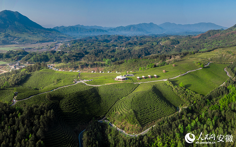 Foto memperlihatkan pemandangan sudut udara sebuah kebun teh di kampung Luxi, pekan Sanxi di kanti Jingde, bandar Xuancheng, Provinsi Anhui di timur China. (People’s Daily Online/Zhang Jun)