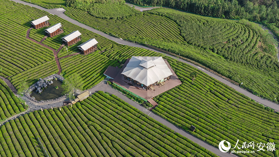 Foto memaparkan keindahan pemandangan kebun teh di kampung Luxi, pekan Sanxi, kaunti Jingde, bandar Xuancheng di Provinsi Anhui, timur China. (People’s Daily Online/Zhang Jun)