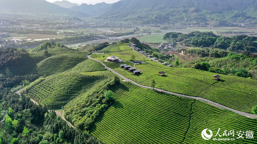Foto menunjukkan pemandangan nan indah di kebun teh yang terletak di kampung Luxi, pekan Sanxi, kaunti Jingde, bandar Xuancheng di Provinsi Anhui, timur China. (People’s Daily Online/Zhang Jun)