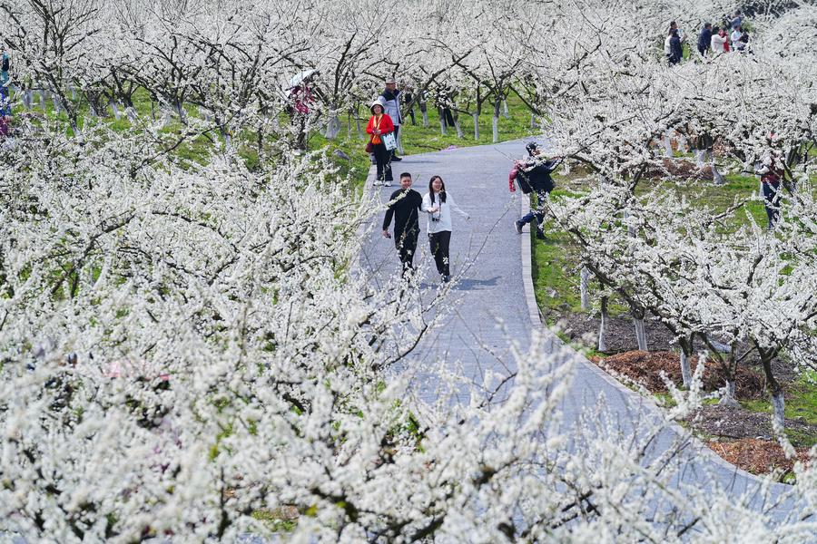 Pelancong menikmati pemandangan musim bunga di Kampung Zhonghua, Daerah Beibei, Chongqing barat daya China, 19 Mac 2025. (Foto oleh Qin Tingfu/Xinhua)