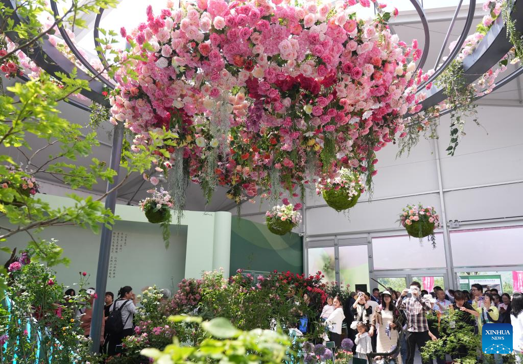 Pelancong melihat bunga mawar China di Simposium Antarabangsa mengenai Penyelidikan dan Penanaman Bunga Mawar edisi ke-9 di daerah Mentougou, Beijing, 11 Mei 2025. (Xinhua/Zhang Chenlin)