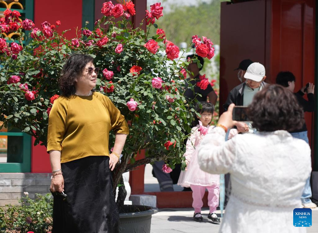 Seorang pelancong bergambar di Simposium Antarabangsa mengenai Penyelidikan dan Penanaman Bunga Mawar edisi ke-9 di daerah Mentougou, Beijing, 11 Mei 2025. (Xinhua/Zhang Chenlin)