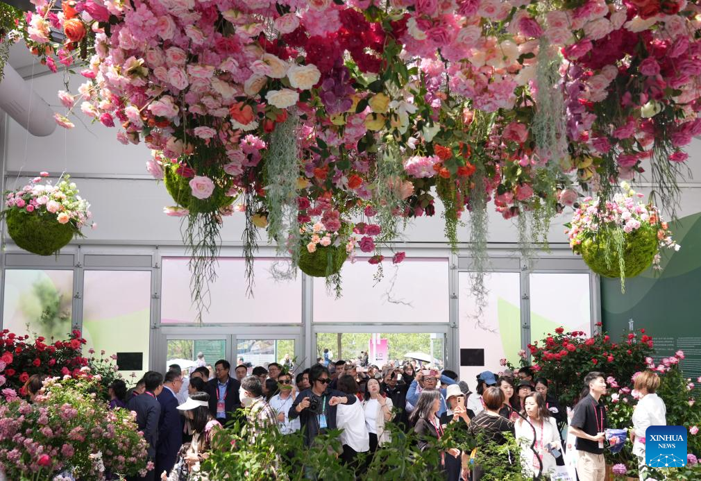 Pelancong melihat bunga mawar China di Simposium Antarabangsa mengenai Penyelidikan dan Penanaman Bunga Mawar edisi ke-9 di daerah Mentougou, Beijing, 11 Mei 2025. (Xinhua/Zhang Chenlin)