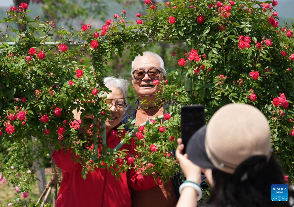 Pelancong bergambar di Simposium Antarabangsa mengenai Penyelidikan dan Penanaman Bunga Mawar edisi ke-9 di daerah Mentougou, Beijing, 11 Mei 2025. (Xinhua/Zhang Chenlin)
